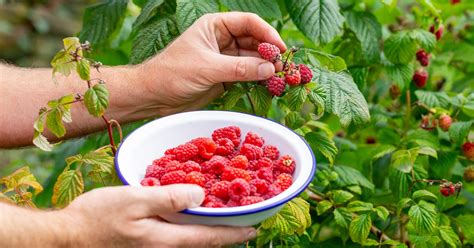 How To Eat Raspberry Seeds - Recipes.net