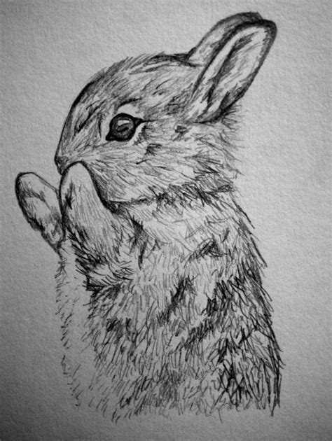 Realistic Rabbit Drawing at PaintingValley.com | Explore collection of ...