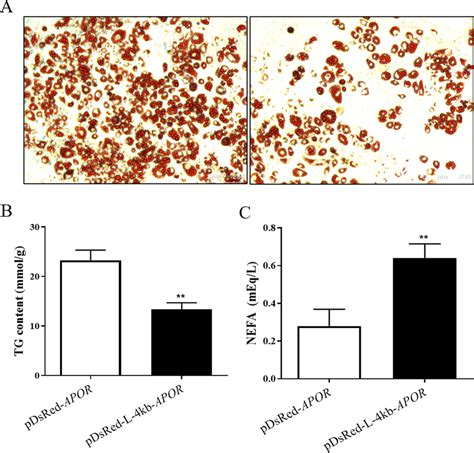 Functional Verification Of Lgals Promoter Activity In T L Cells