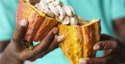 Grenada Chocolate Festival - Caribbean Events