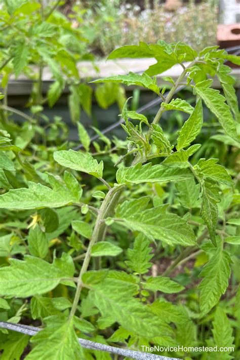 How to Prevent and Treat Tomato Blight - The Novice Homestead