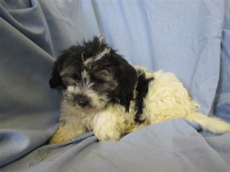 Yorkie/Havanese Puppy | Havashire Puppies Washington, DC | Windsor Oak Farm