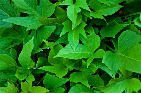 Leaves Green Ivy - Free photo on Pixabay - Pixabay