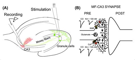 Kainate Type Receptor Kar Actions At Mf Ca3 Synapses A