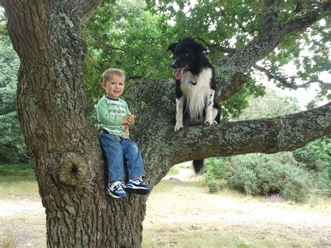 My dog loves climbing trees : r/dogpictures