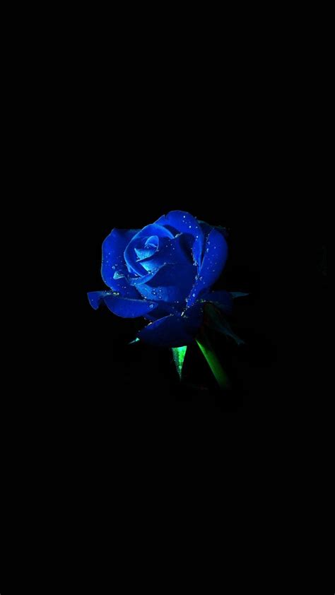 Black And Blue Rose Wallpapers Top Free Black And Blue Rose