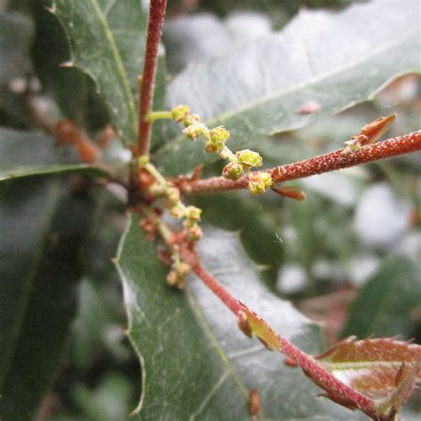 Quercus Coccifera In Roath Park Pleasure Garden