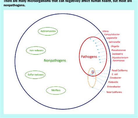 Heterotrophic Plate Count Total Bacteria Count Download Scientific