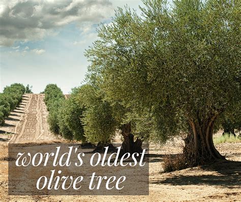 World’s Oldest Olive Tree