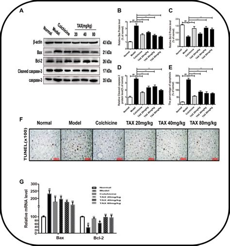 Tax Attenuates Ccl Induced Hepatocyte Apoptosis A Expression Of