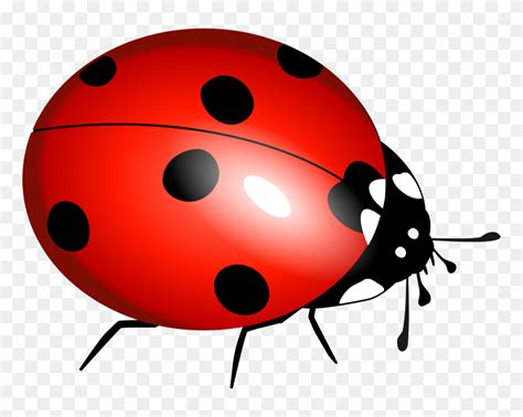 Ladybug Flying Clipart Yahoo Free Clip Art Flyclipart