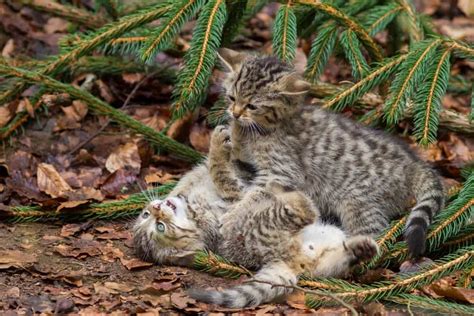 Taste Of The Wild Cat Food Reviews What Do You Need To Know