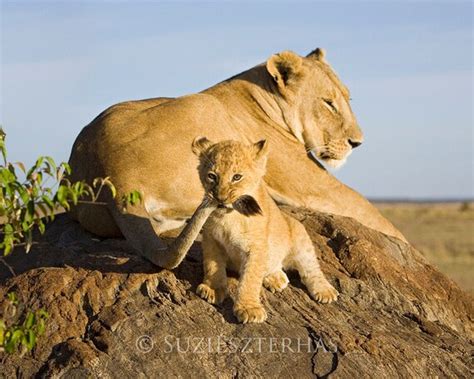 LION BABY PLAYING Photo Print Mom and Baby Animal