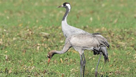 Grues cendrées et autres oiseaux hivernants LPO Ligue pour la