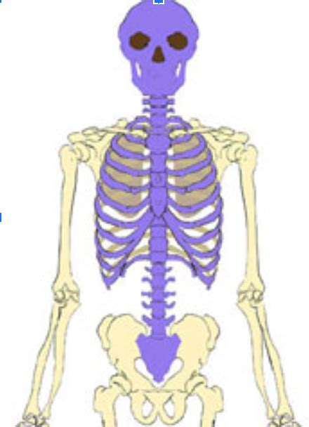 Axial Or Appendicular Diagram Quizlet