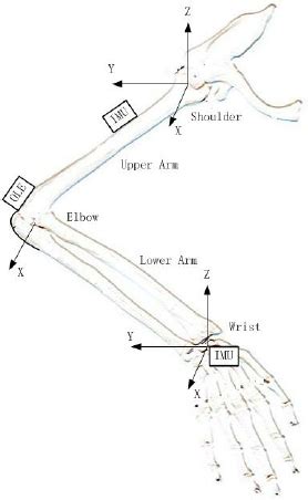 The Kinematic Arm Model And Locations Of Two Imu And One Ole On The Arm