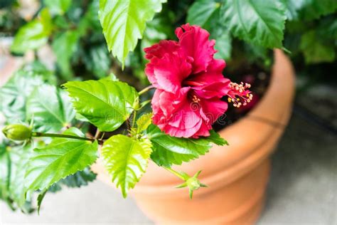 Rosa Sinensis Hibiscus Flower Malvaceae In Ton Pot Stock Photo Image