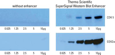 SuperSignal Western Blot Enhancer Improves The Lower Detection Limit