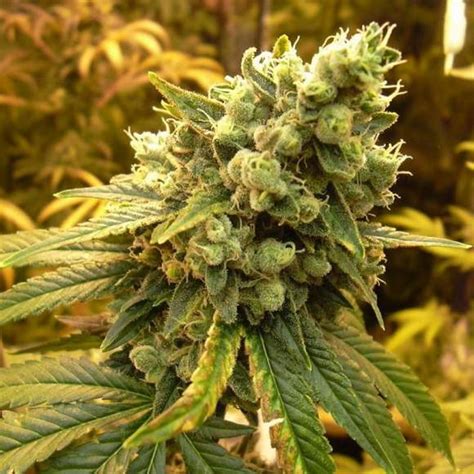 Buy Sour Diesel Feminized Seeds By Nirvana In America Stellar Seeds