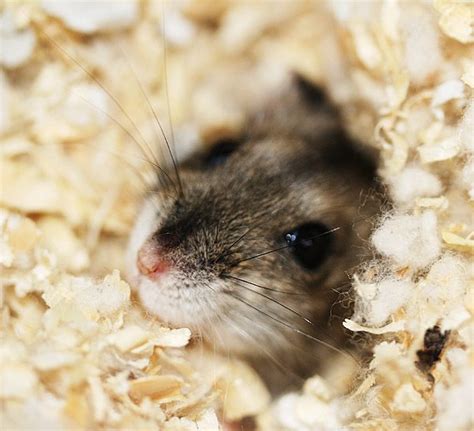 все на зимовку | Хомяки, Хомячки