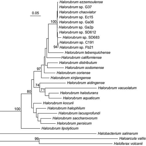 Maximum Likelihood Phylogenetic Tree Based On Concatenated Sequences Of