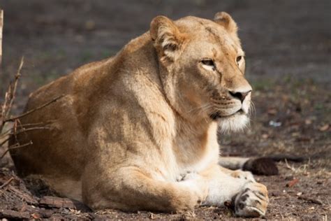 Banco De Imagens Natureza Grama Região Selvagem Animais Selvagens