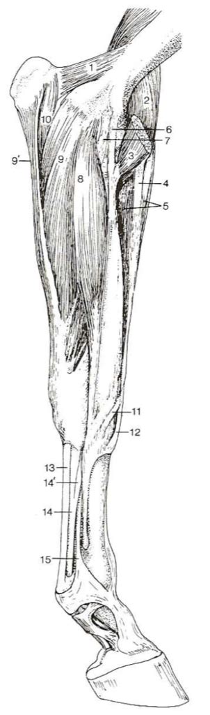 Equine Distal Muscles Of Forelimb Medial View Diagram Quizlet