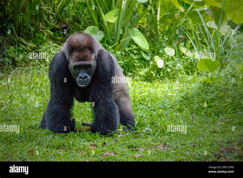 Gorillas Playing Congo Hi Res Stock Photography And Images Alamy
