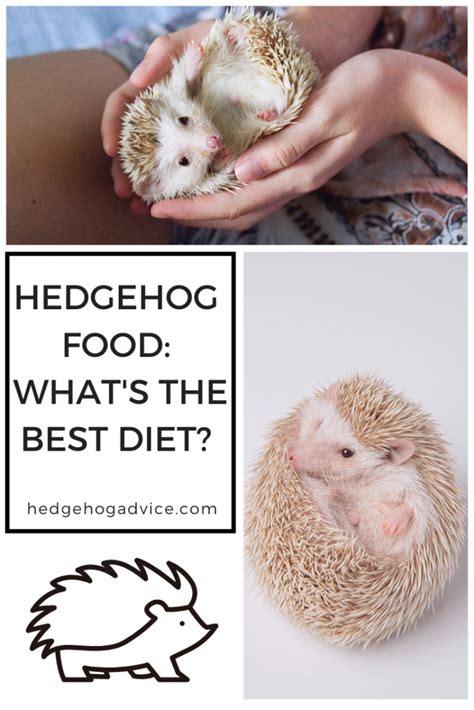 Hedgehog Food: What’s the best diet? - Hedgehog Advice