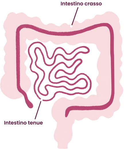 Fatto E Cosa Fanno L Intestino Tenue E Crasso