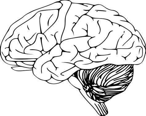 Cerebro Humano Dibujo Blanco Y Negro Cerebro Blanco Mano Gente Png