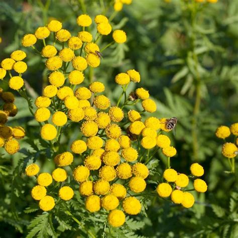 Buy Herb -Tansy Tanacetum Vulgare seeds at jparkers.co.uk