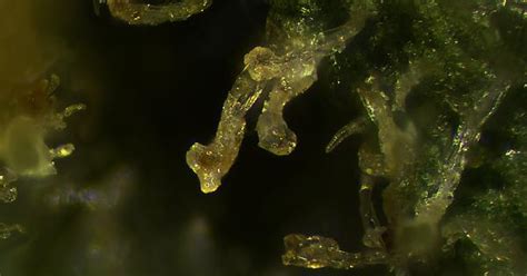 Amber Trichome Album On Imgur