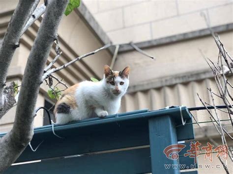 小区内几十只流浪猫频频蹊跷死亡 业主怀疑是有人投毒女士物业进行