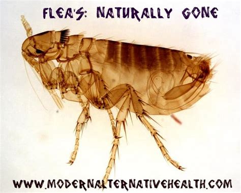 How to Get Rid of Fleas Naturally