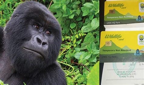 How To Trek Mountain Gorillas Of Buhoma Sector Gorilla Trekking In Buhoma