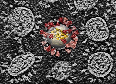 The Coronavirus Unveiled Microscopic Images Of Sars Cov 2 The New