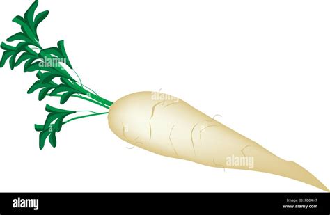 Vegetable Vector Illustration Of Fresh White Radish Or Daikon Radish