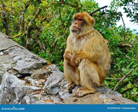 Gibraltar apes stock image. Image of clear, cliff, brown - 55995765