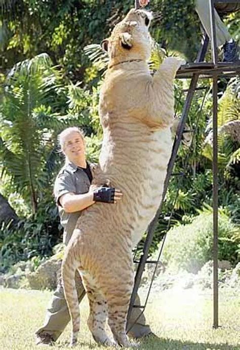 The Biggest Cat on Earth (Hercules The Liger) Weighs Over 900 Pounds ...