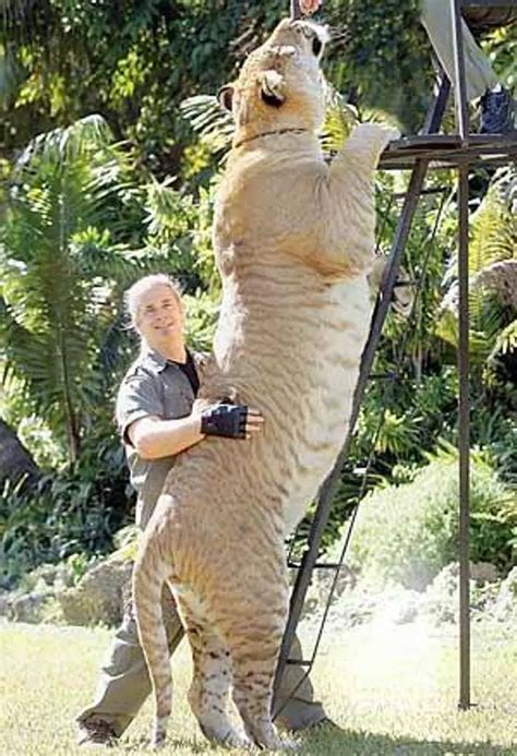 The Biggest Cat On Earth Hercules The Liger Weighs Over 900 Pounds And Lives At A Safari Park