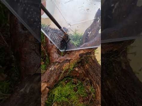 Linothele Fallax Tiger Curtain Web Spider Rehousing To New Big