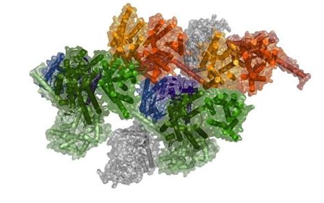 Model Of Macromolecular Comple IMAGE EurekAlert Science News Releases