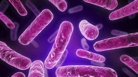 Legionella Bacteria Found At Yet Another Far Northern Medical Facility Cairns Post