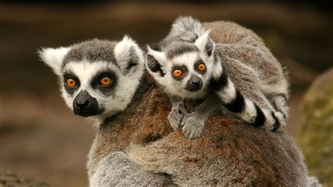 Ring Tailed Guys Photos Madagascars Legendary Lemurs National