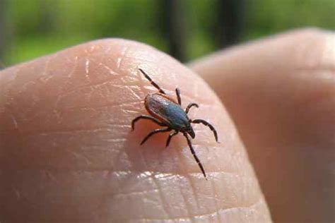 Blog Why Montgomery Residents Trust Modern For Defense Against Ticks