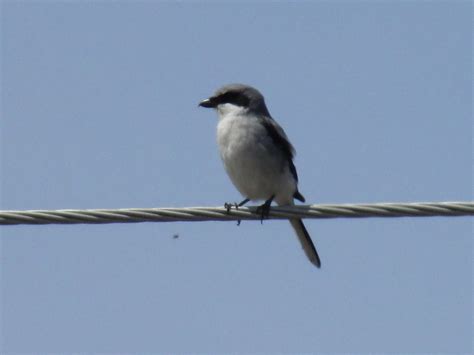 Loggerhead Shrike Lanius Ludovicianus Loggerhead Shrike Flickr