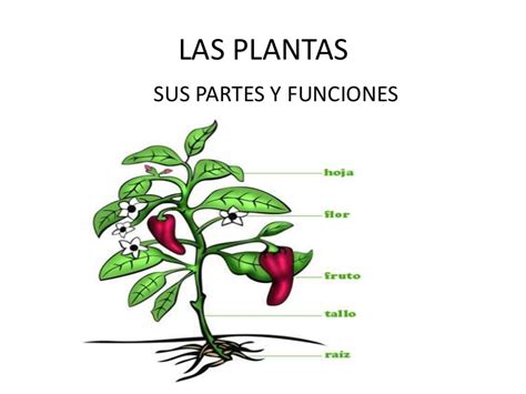 Dibujos De Plantas Terrestres