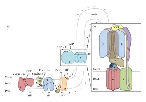 Oxidative Phosphorylation And The Mammalian F1fo Atpsynthase A