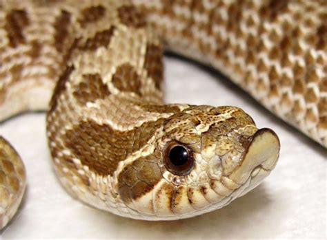 Die 5 schönsten Haustier Schlangenarten (mit Bildern)